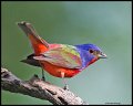 _4SB7363 painted bunting